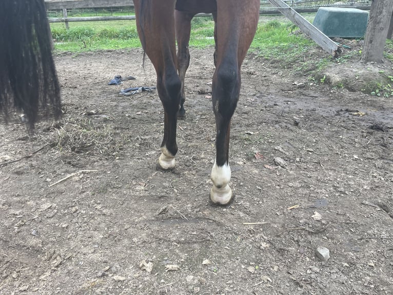 American Quarter Horse Giumenta 4 Anni 153 cm Baio in GangeltGangelt