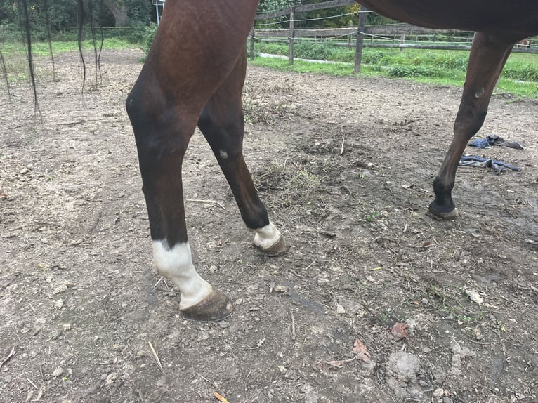 American Quarter Horse Giumenta 4 Anni 153 cm Baio in GangeltGangelt