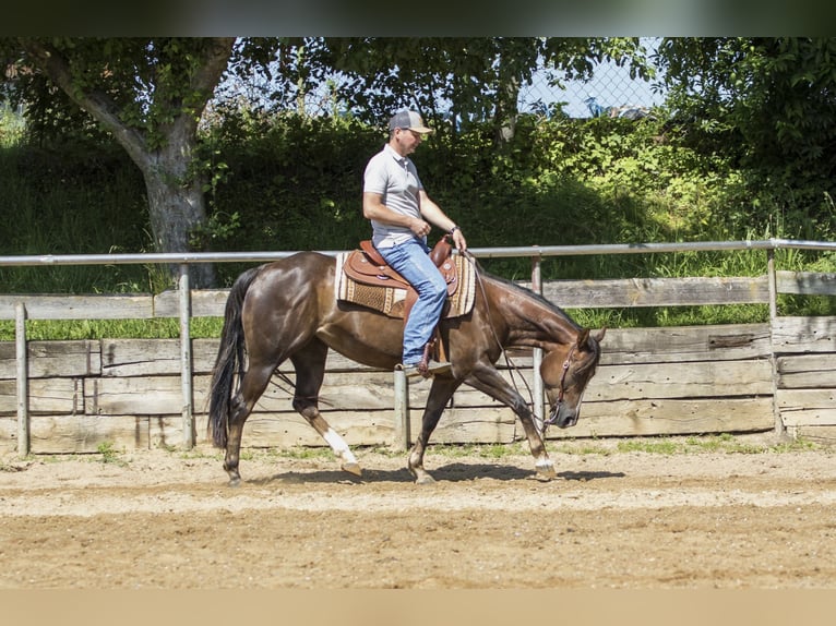 American Quarter Horse Giumenta 4 Anni 153 cm Baio in Ehingen