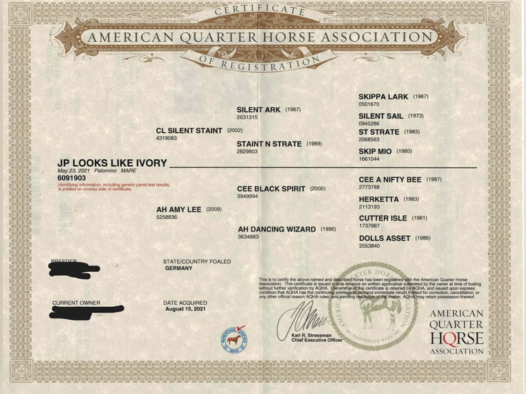 American Quarter Horse Giumenta 4 Anni 153 cm Palomino in Rheine