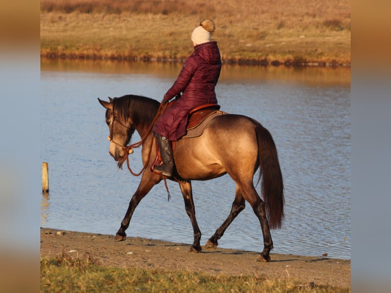 American Quarter Horse Mix Giumenta 4 Anni 153 cm Pelle di daino in Oberhausen