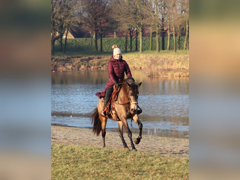 American Quarter Horse Mix Giumenta 4 Anni 153 cm Pelle di daino in Oberhausen