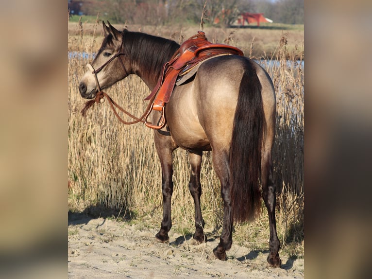 American Quarter Horse Mix Giumenta 4 Anni 153 cm Pelle di daino in Oberhausen