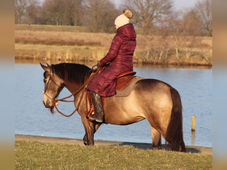 American Quarter Horse Mix Giumenta 4 Anni 153 cm Pelle di daino in Oberhausen