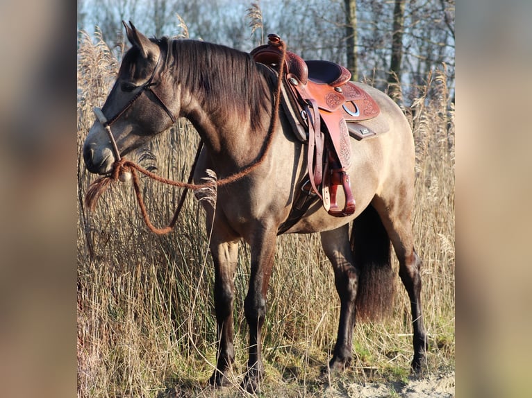 American Quarter Horse Mix Giumenta 4 Anni 153 cm Pelle di daino in Oberhausen