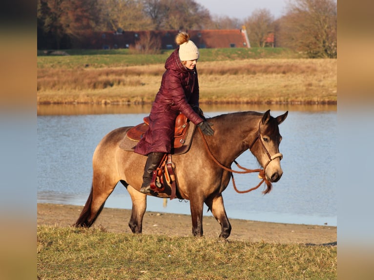 American Quarter Horse Mix Giumenta 4 Anni 153 cm Pelle di daino in Oberhausen