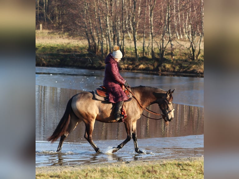 American Quarter Horse Mix Giumenta 4 Anni 153 cm Pelle di daino in Oberhausen