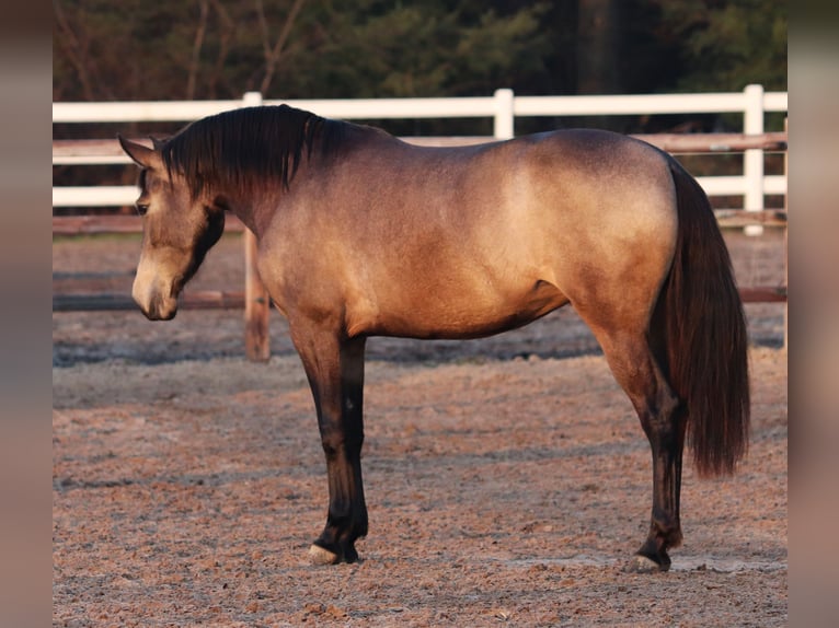 American Quarter Horse Mix Giumenta 4 Anni 153 cm Pelle di daino in Oberhausen