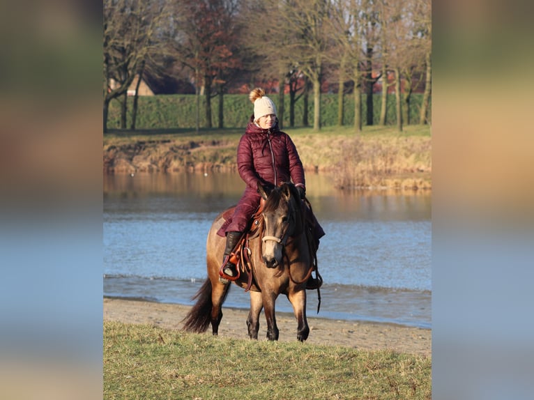 American Quarter Horse Mix Giumenta 4 Anni 153 cm Pelle di daino in Oberhausen