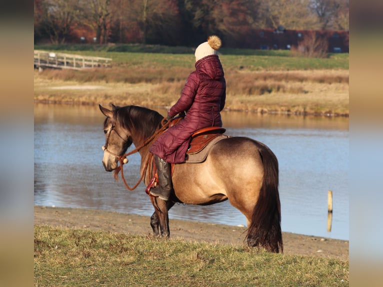 American Quarter Horse Mix Giumenta 4 Anni 153 cm Pelle di daino in Oberhausen