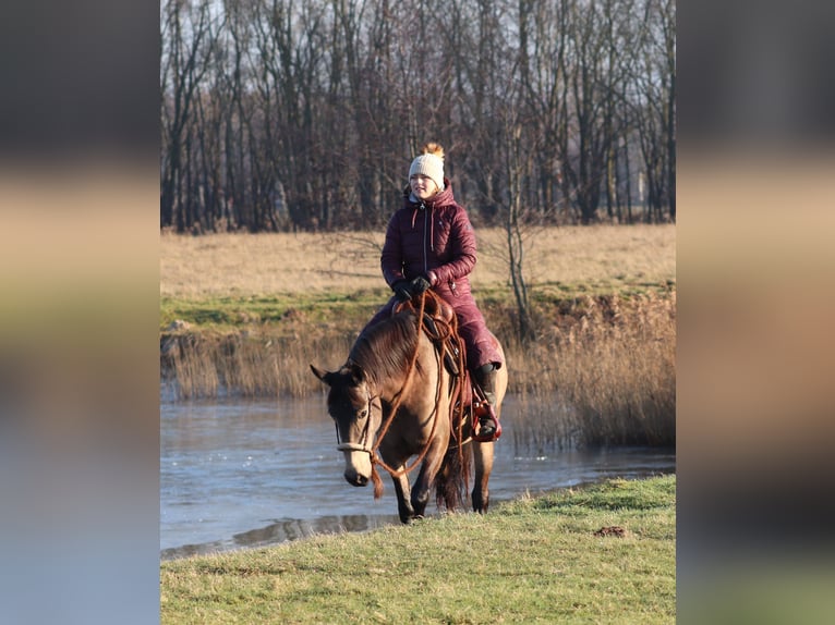 American Quarter Horse Mix Giumenta 4 Anni 153 cm Pelle di daino in Oberhausen