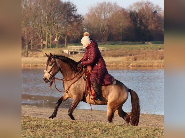 American Quarter Horse Mix Giumenta 4 Anni 153 cm Pelle di daino in Oberhausen