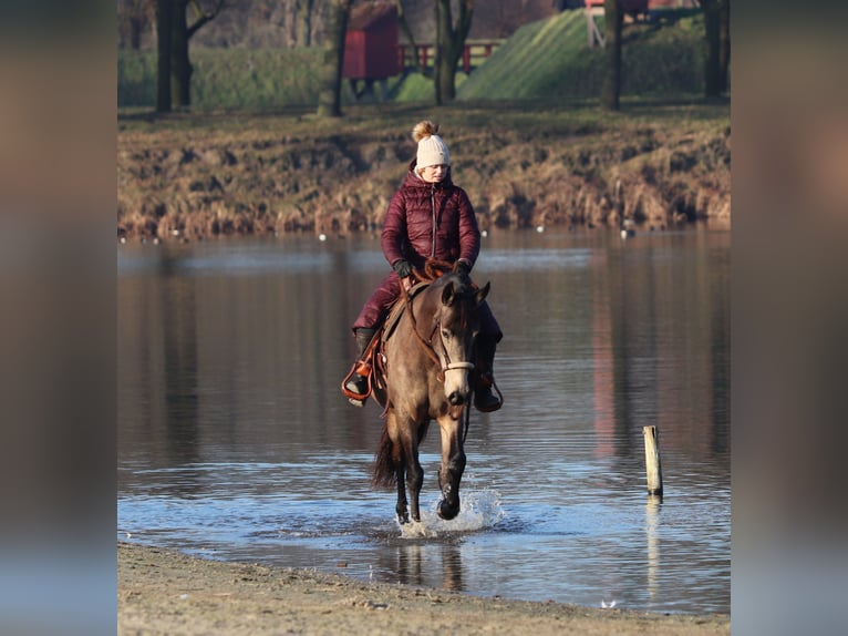 American Quarter Horse Mix Giumenta 4 Anni 153 cm Pelle di daino in Oberhausen