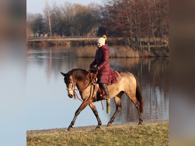 American Quarter Horse Mix Giumenta 4 Anni 153 cm Pelle di daino in Oberhausen