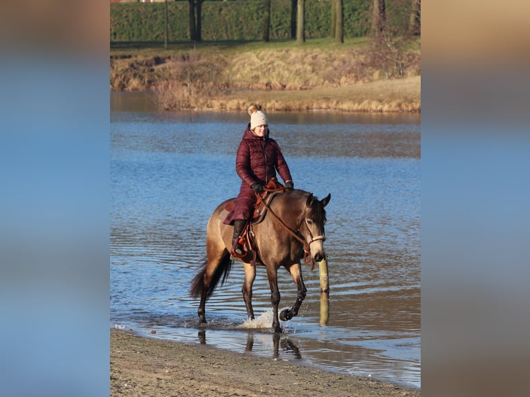 American Quarter Horse Mix Giumenta 4 Anni 153 cm Pelle di daino in Oberhausen