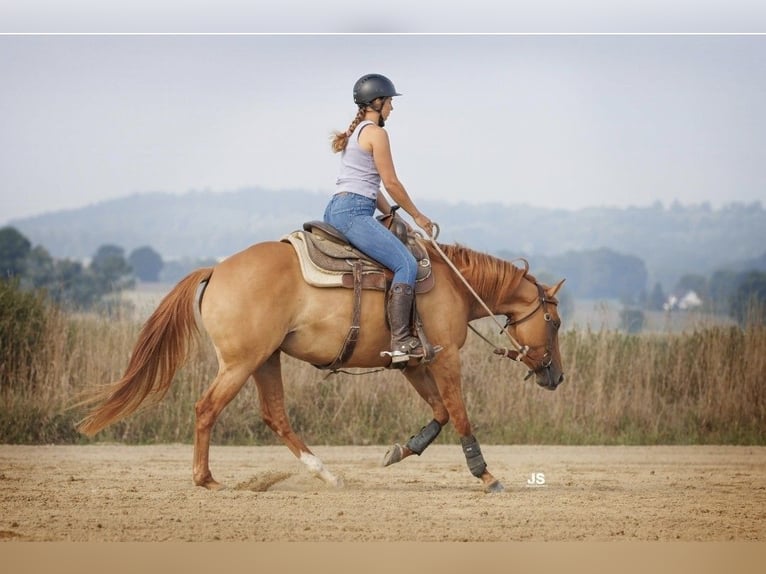American Quarter Horse Giumenta 4 Anni 153 cm Red dun in Amerang