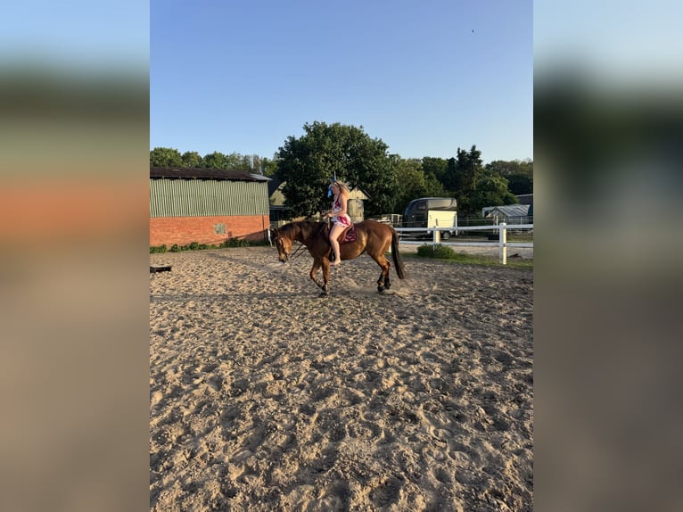 American Quarter Horse Giumenta 4 Anni 153 cm Sauro in Heinbockel
