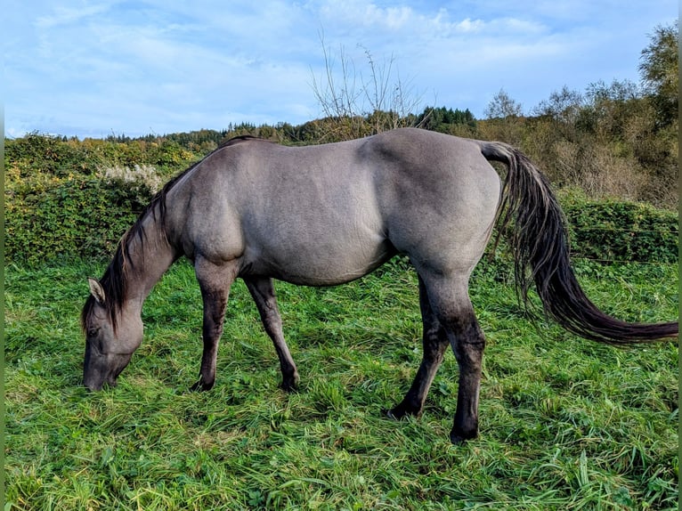 American Quarter Horse Giumenta 4 Anni 154 cm Grullo in Esteil