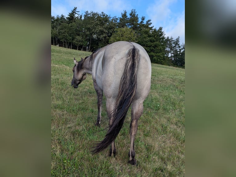 American Quarter Horse Giumenta 4 Anni 154 cm Grullo in Esteil