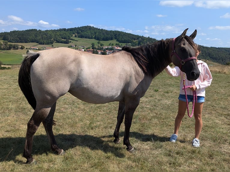 American Quarter Horse Giumenta 4 Anni 154 cm Grullo in Esteil