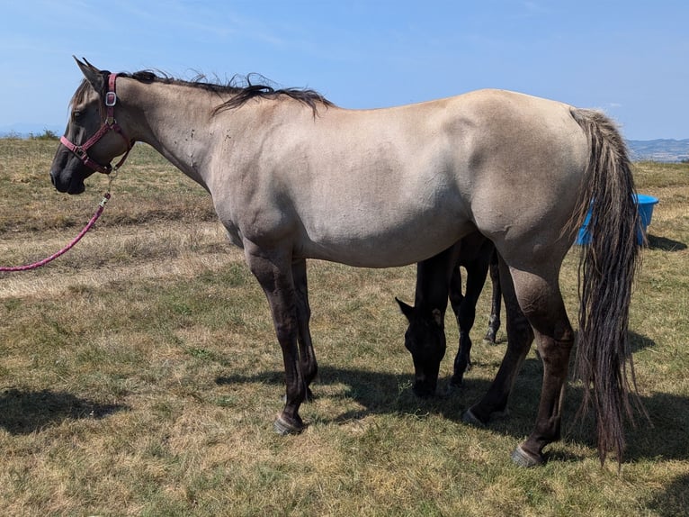 American Quarter Horse Giumenta 4 Anni 154 cm Grullo in Esteil