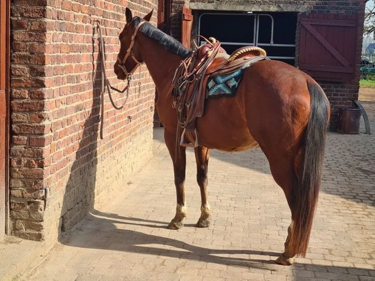 American Quarter Horse Giumenta 4 Anni 155 cm Baio in Neukirchen Vluyn