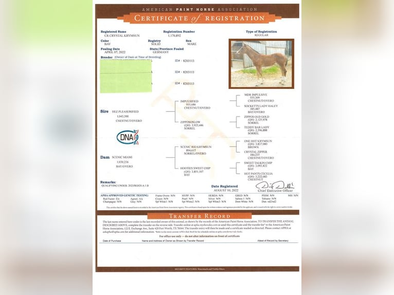 American Quarter Horse Giumenta 4 Anni 155 cm Baio in Neukirchen Vluyn