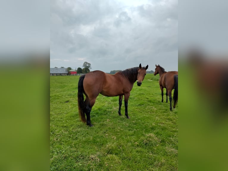 American Quarter Horse Giumenta 4 Anni 155 cm Baio in Vreeland