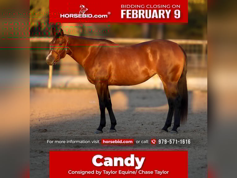 American Quarter Horse Giumenta 4 Anni 155 cm Baio ciliegia in Huntsville