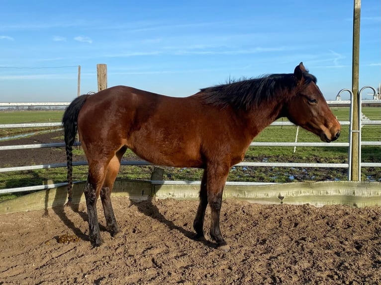 American Quarter Horse Giumenta 4 Anni 155 cm Baio scuro in Vreeland