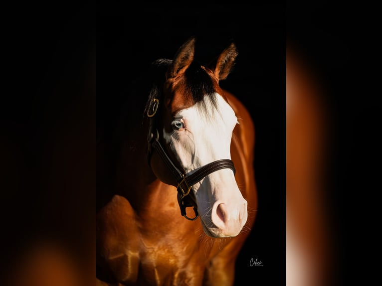 American Quarter Horse Giumenta 4 Anni 155 cm Baio scuro in Ruswil