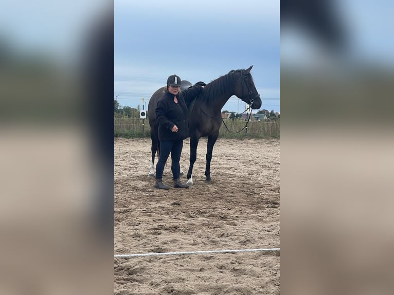 American Quarter Horse Giumenta 4 Anni 155 cm Grullo in J&#xFC;terbog