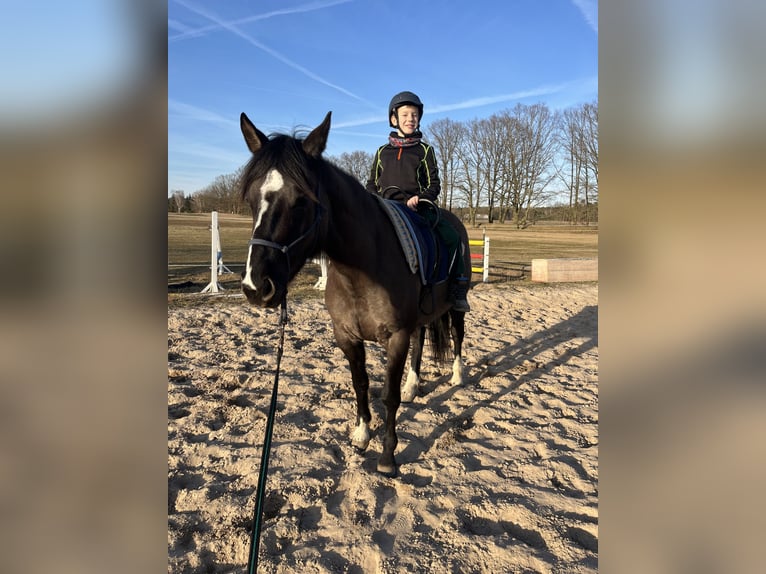 American Quarter Horse Giumenta 4 Anni 155 cm Grullo in J&#xFC;terbog