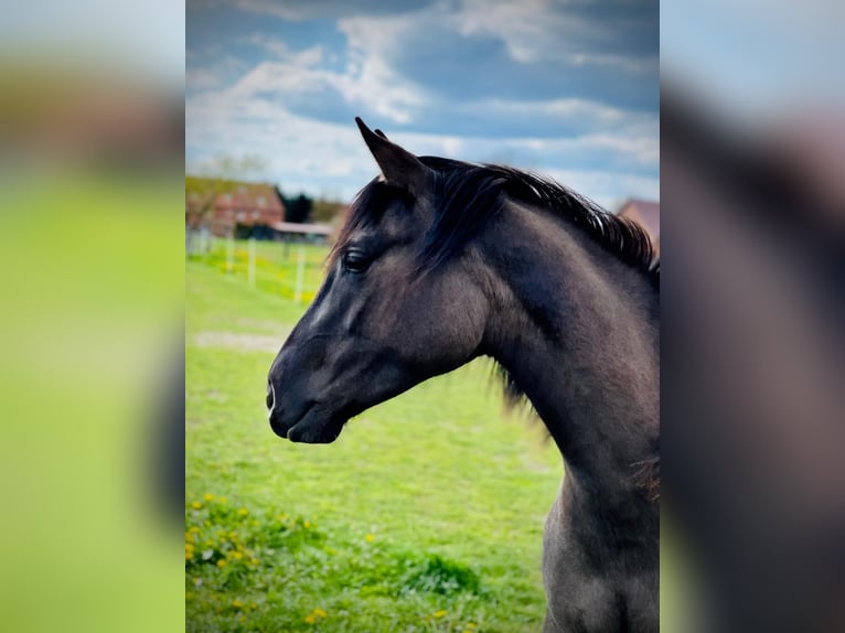 American Quarter Horse Giumenta 4 Anni 155 cm Grullo in J&#xFC;terbog
