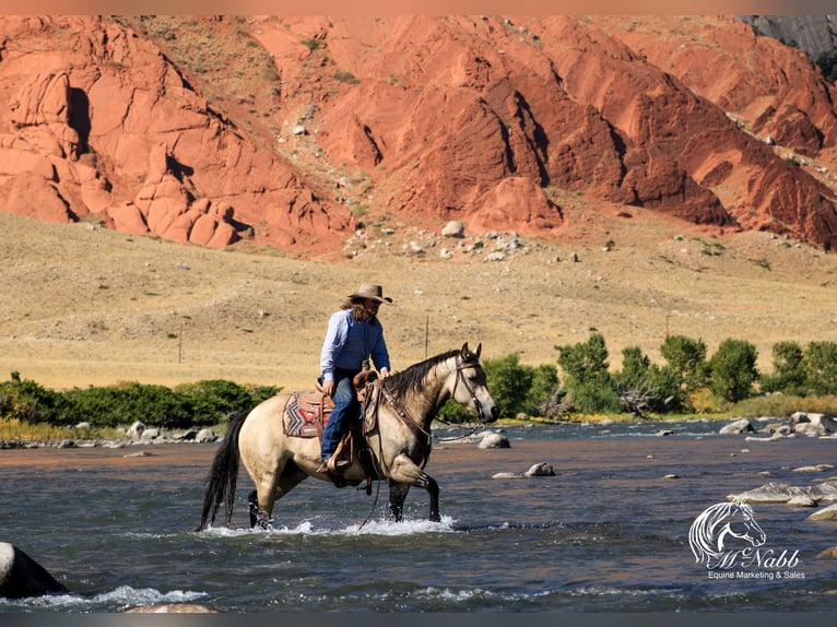 American Quarter Horse Giumenta 4 Anni 155 cm Pelle di daino in Cody, WY