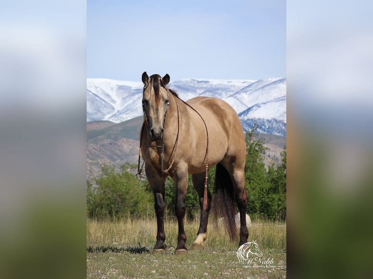 American Quarter Horse Giumenta 4 Anni 155 cm Pelle di daino in Cody, WY