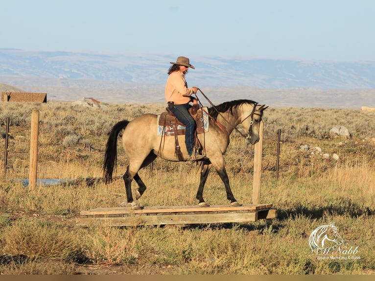 American Quarter Horse Giumenta 4 Anni 155 cm Pelle di daino in Cody, WY