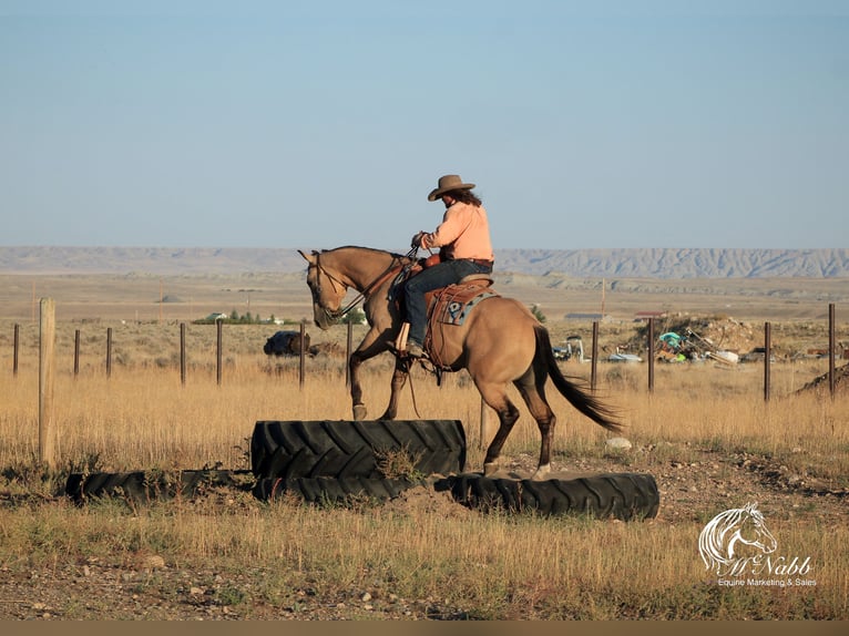 American Quarter Horse Giumenta 4 Anni 155 cm Pelle di daino in Cody, WY