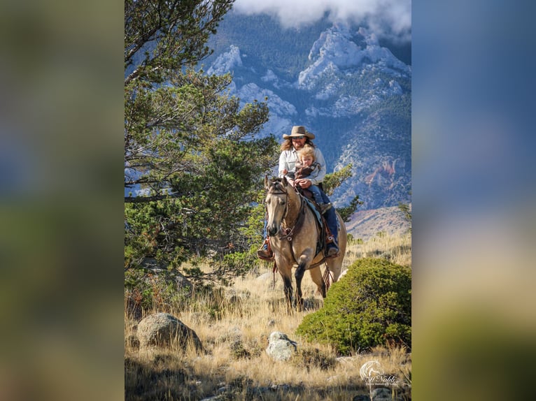 American Quarter Horse Giumenta 4 Anni 155 cm Pelle di daino in Cody, WY