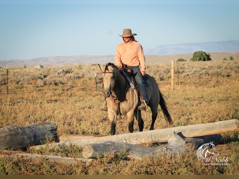 American Quarter Horse Giumenta 4 Anni 155 cm Pelle di daino in Cody, WY