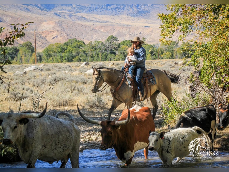 American Quarter Horse Giumenta 4 Anni 155 cm Pelle di daino in Cody, WY