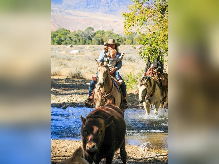 American Quarter Horse Giumenta 4 Anni 155 cm Pelle di daino in Cody, WY