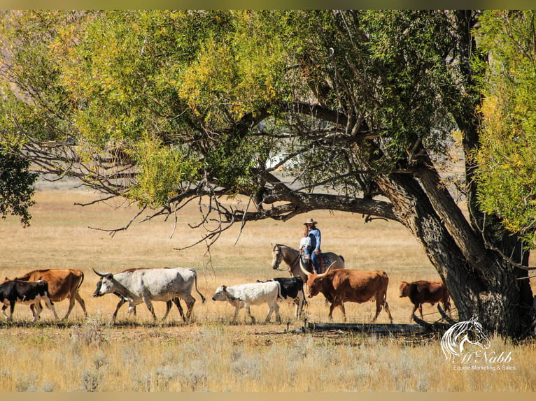 American Quarter Horse Giumenta 4 Anni 155 cm Pelle di daino in Cody, WY