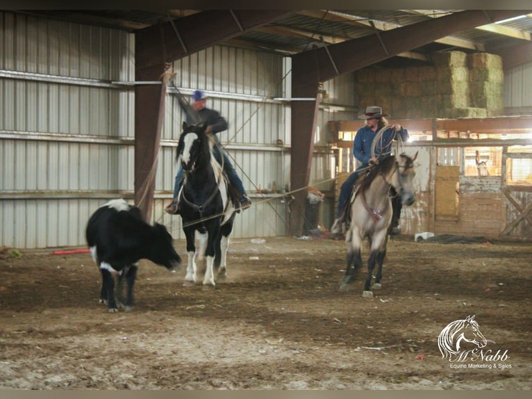 American Quarter Horse Giumenta 4 Anni 155 cm Pelle di daino in Cody, WY