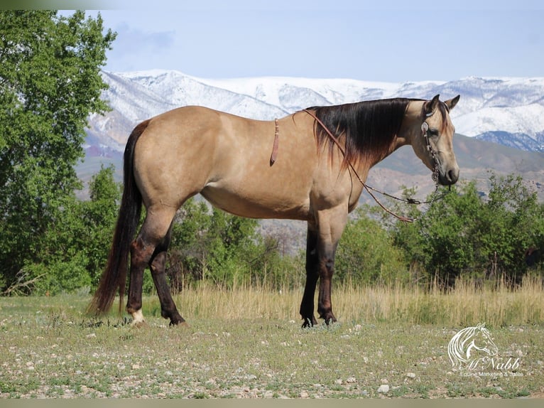 American Quarter Horse Giumenta 4 Anni 155 cm Pelle di daino in Cody, WY