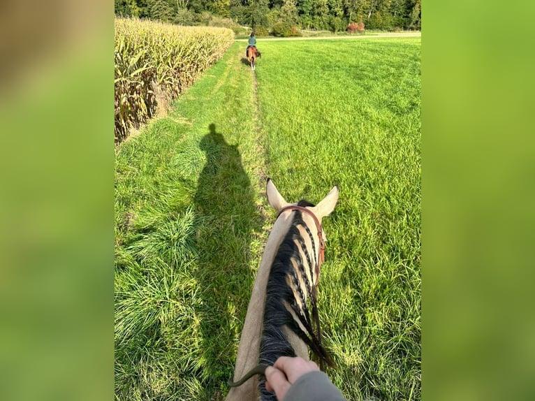 American Quarter Horse Giumenta 4 Anni 155 cm Pelle di daino in Thierhaupten