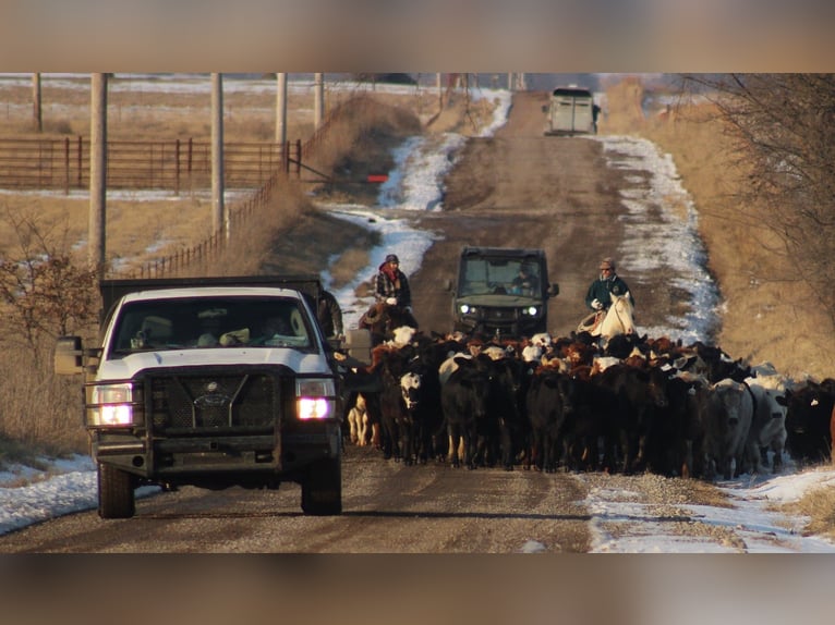 American Quarter Horse Mix Giumenta 4 Anni 155 cm Perlino in Baxter Springs