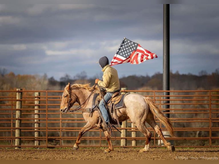 American Quarter Horse Mix Giumenta 4 Anni 155 cm Roano rosso in Auburn