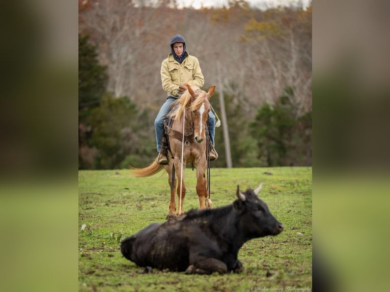 American Quarter Horse Mix Giumenta 4 Anni 155 cm Roano rosso in Auburn