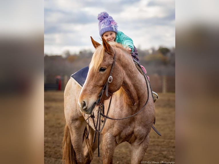 American Quarter Horse Mix Giumenta 4 Anni 155 cm Roano rosso in Auburn